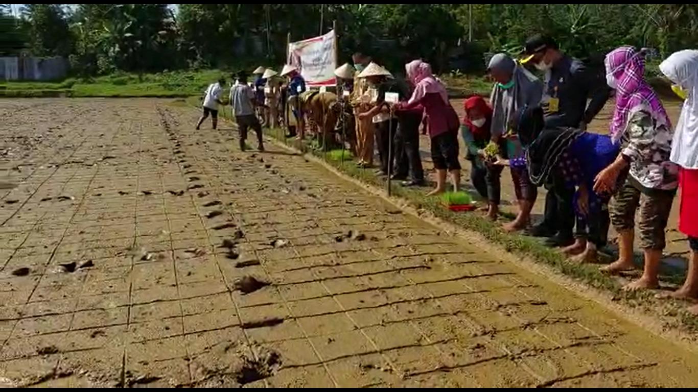 CORE BESTIE: Dari Sawah Organik Menuju Kesejahteraan, Kolaborasi yang Mengubah Masa Depan Petani PALI